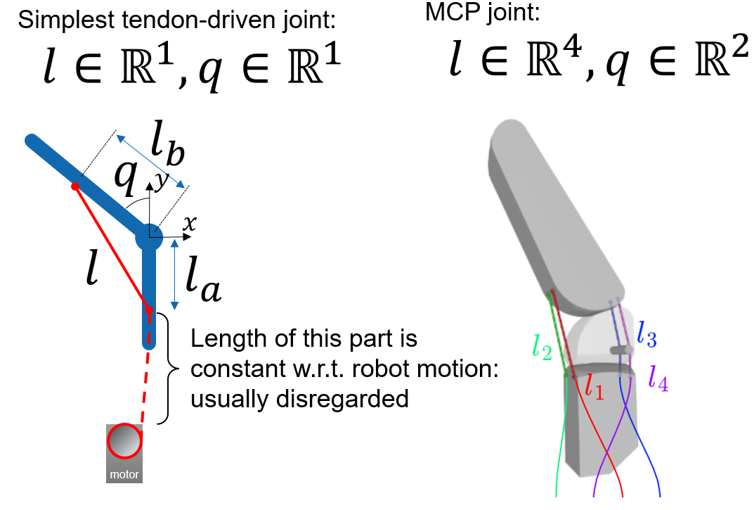 Tendon-driven actuation schematic showing the joint coordinate q and tendon length l